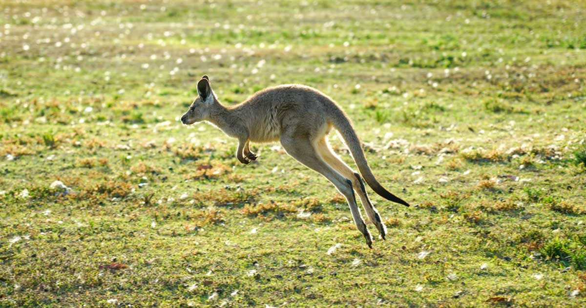 Veja os 5 animais mais feios ameaçados de extinção