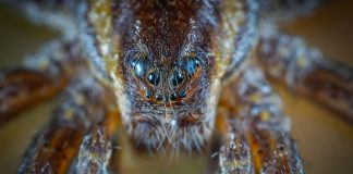 animais mais perigosos da austrália