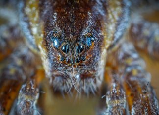 animais mais perigosos da austrália