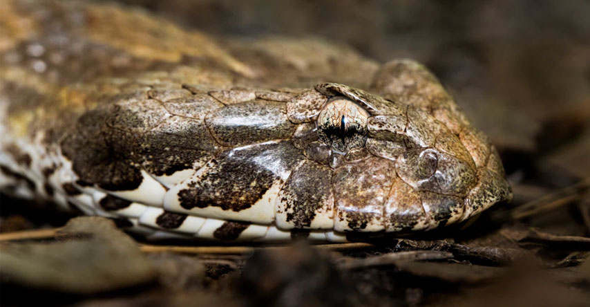 cobras são um dos animais mais perigosos da austrália