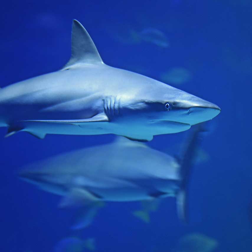 tubarões de bico fino