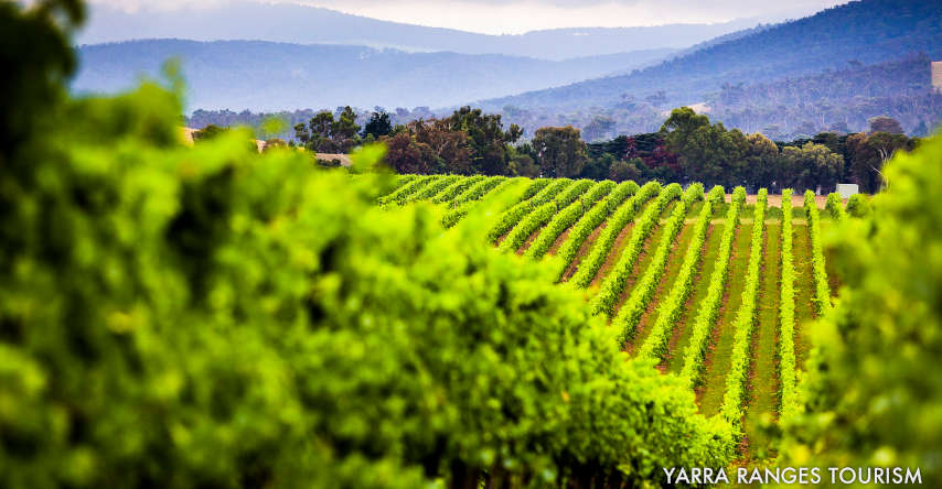 vinhos australianos em yarra ranges