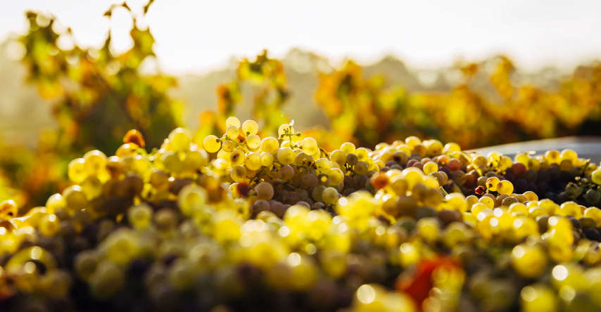 vinhos australianos e uvas para vinhos brancos