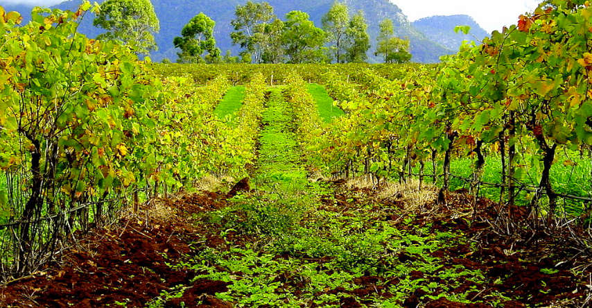 vinhos australianos em hunter valley