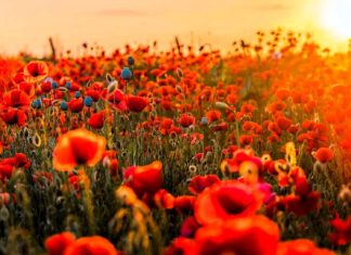 ANZAC Day: por que essa data é tão importante na Austrália?