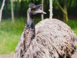 emu australiano