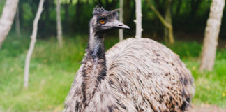 emu australiano