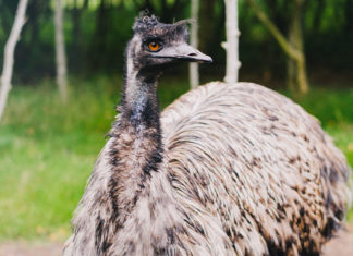 emu australiano