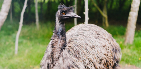 emu australiano