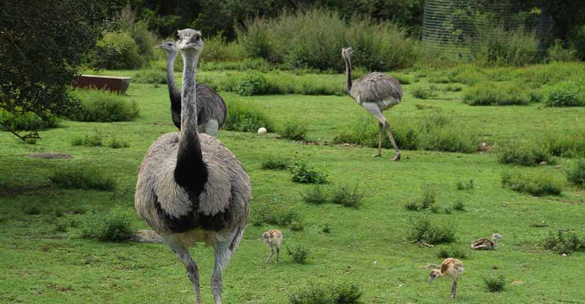 emus e seus filhotes