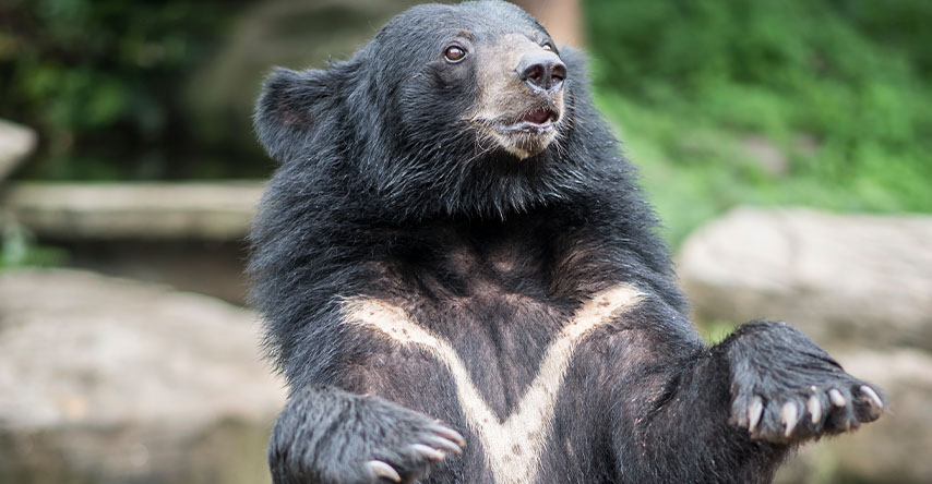 Urso negro adulto