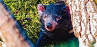 Diabo da Tasmânia no meio de troncos de árvores