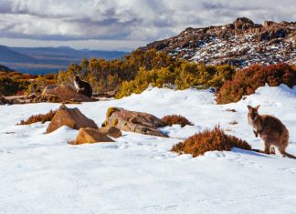 Neve na Austrália: 7 lugares para aproveitar a neve no país Canguru no meio da neve, na Tasmânia