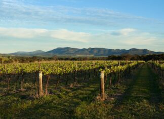 Agricultura e fazendas na Austrália: oportunidades de trabalho sazonal